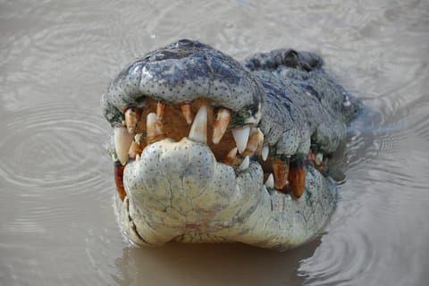 Jumping Crocodile Cruise com almoço