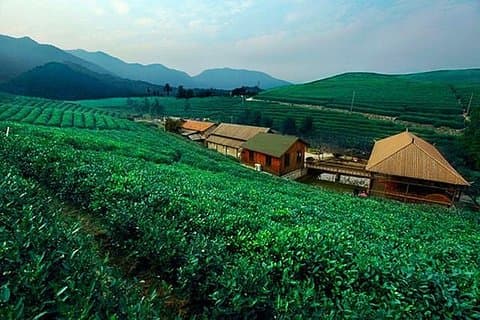 Half-Day Hangzhou Tianzhu Buddhist Mountain Hiking Tour with Green Tea Village