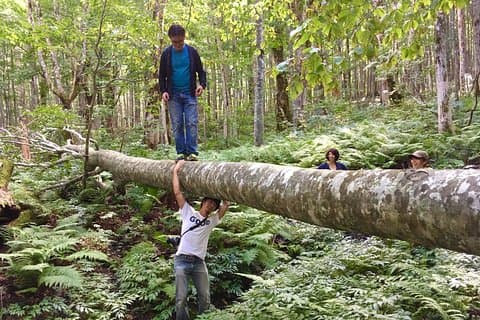 Forest healing around the giant beech and katsura trees