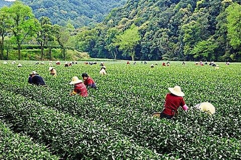 Explorez la nature d'une demi-journée à Hangzhou avec le village de thé vert et la forêt de bambous de Yunxi