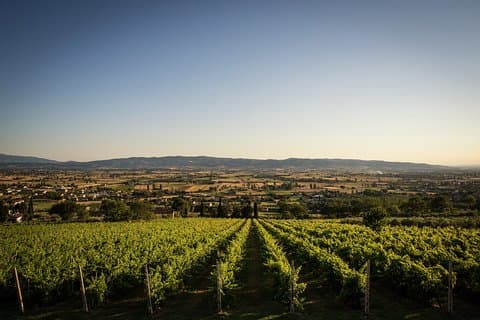 Enjoy and Taste the Flavors of Wine in an Open-air Venue