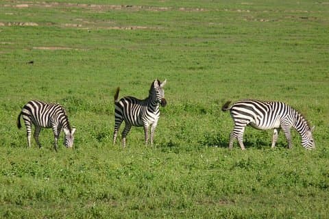 4 Tage Lodge Safari