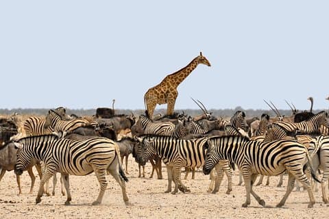 Etosha Express Safari 3 dagar / 2 nätter