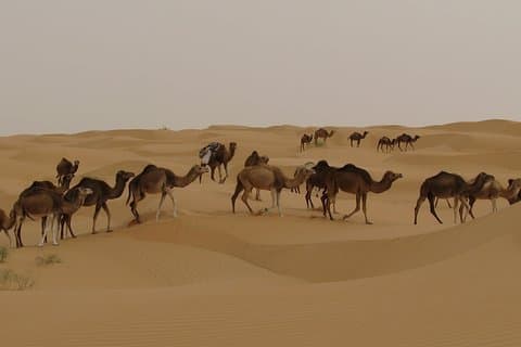 Camel riding Adventure at Great Oriental Erg 7Days/ 6 Nights
