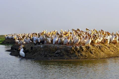 Senegal highlights 8 Days 7 Nights ( comfort plus)
