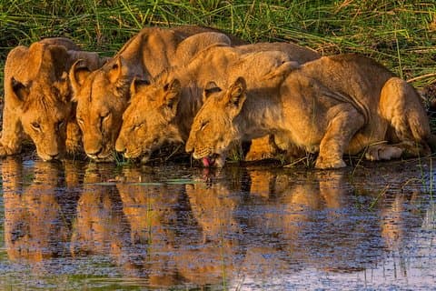 Wonder Victoria Falls Adventure 6Días/5Noches (Comfort Plus)