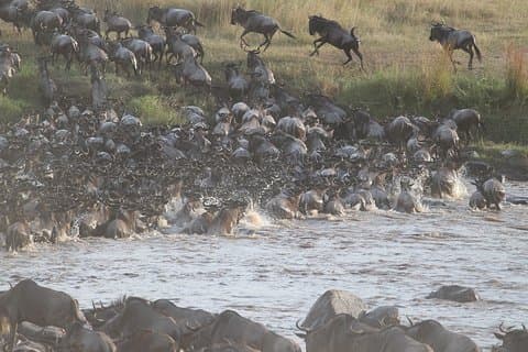 5 dager / 4 netter Kenya Safari