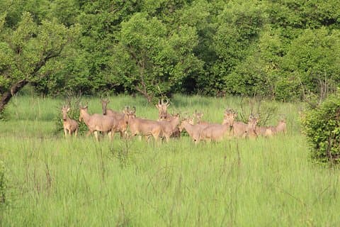 Ghanian eventyr safari 8 dager 7 netter (komfort pluss)