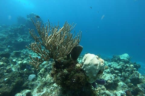 Natursnorkeloplevelse i Cozumel! Rundtransport