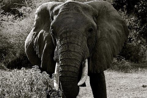 Explore to Tarangire, Ngorongoro Crater and Lake Manyara for 2 Days( Basic)