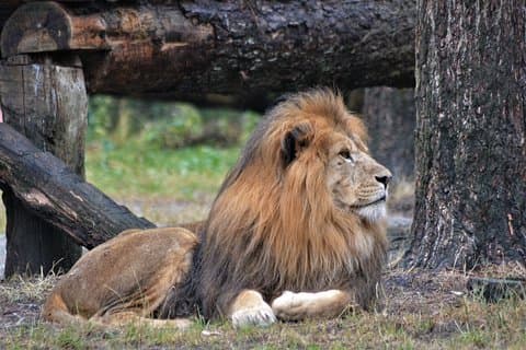 3 giorni 2 notti avventura a Ngorongoro e lago Manyara (Comfort)