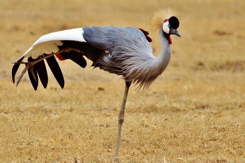 3 dagar 2 nätter äventyr i Ngorongoro och Lake Manyara (Comfort plus)