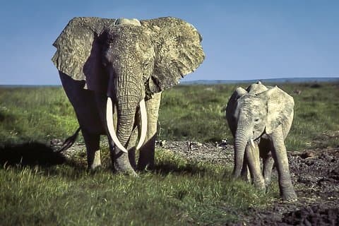 6 dagar / 5 nätter Äventyr i Masai Mara, Lake Nakuru, Amboseli