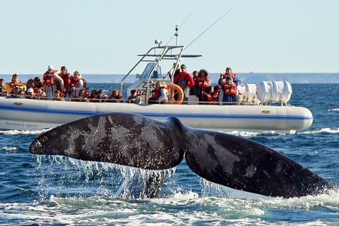4 days in Peninsula Valdes - Whales, Penguins & Sea Lions watching