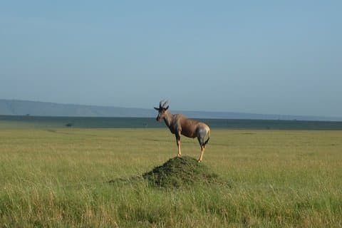 7 Days Safari to Maasai Mara , Serengeti and Ngorongoro Conservancy in Tanzania.