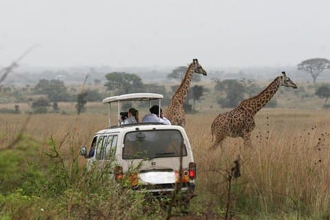 Nairobi Airport Layover till Nairobi National Park