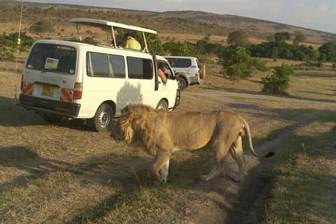 Nairobi National Park, Giraffe Center & National Museum Guided Tour