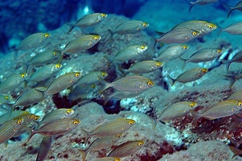 Dykning for certificerede dykkere med PADI 5* Dykning Resort - Taormina
