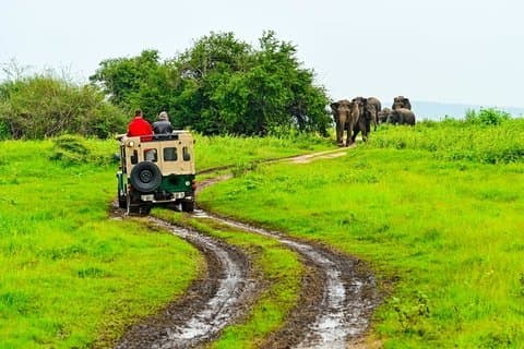 Tour to Dambulla Cave & Minneriya Safari Game Drive from Kandy