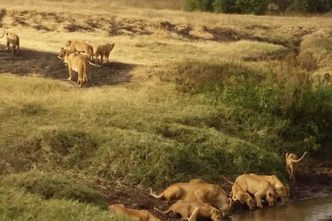 7-tägige private Safari zum Amboseli National Park und zur Masai Mara