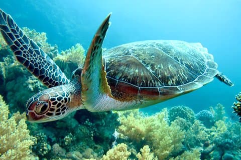 Tortuguero Park 3 Day Vacation Package