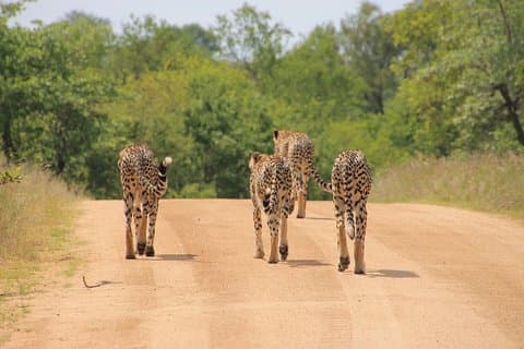 Big 5 Safari y Route 62 desde Ciudad del Cabo 3 días / 2 noches (Comfort Plus)