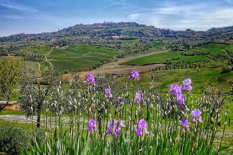 Visite guidée privée de Montepulciano