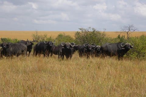 9 Days Safari to Amboseli , Lake Manyara, Ngorongoro, Serengeti and Maasai Mara