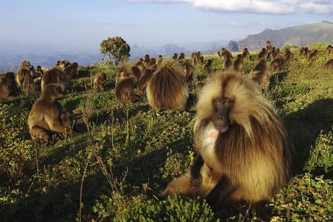 Excursão histórica de 8 dias à Etiópia