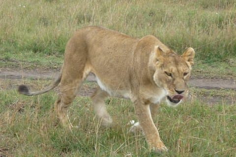 6 dages safari til Amboseli N/P Aberdare N/P, Lake Nakuru N/P og Maasai Mara N/R.