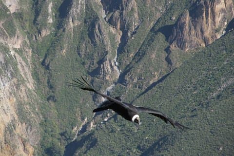 3 dager: Colca Canyon Trek 3d/2n