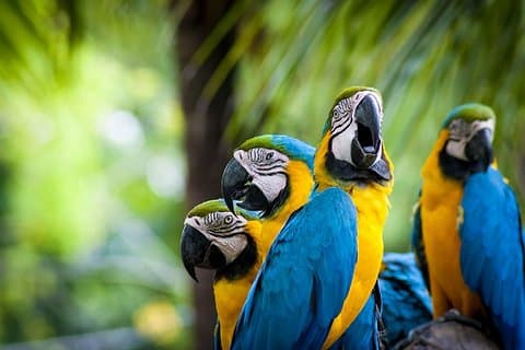 3-Day Charms of the Amazon jungle in Tambopata
