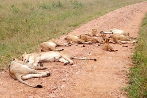 7-daagse Maasai Mara, Lakes Nakuru, Naivasha & Amboseli Groepsreis