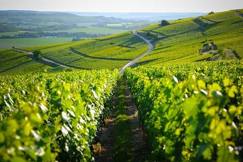 Escursione nella regione dello Champagne e degustazione di vini