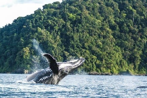 Osservazione delle balene nella costa pacifica colombiana (15 luglio - 15 ottobre)