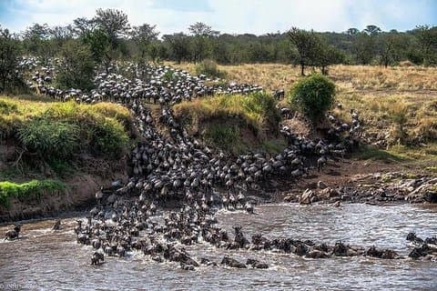 Serengeti Wildebeest Migration.