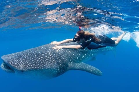 カンクン発ジンベエザメ、リビエラ マヤ、トゥルム オールインクルーシブ