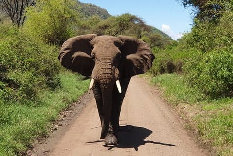 Day Trip to Manyara National Park From Arusha / Kilimanjaro