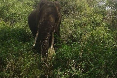Dagstur til Arusha nasjonalpark