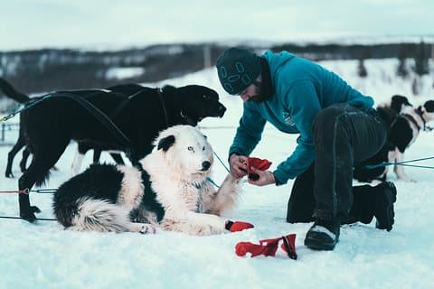 Tromso selvkjørende husky hund sledding