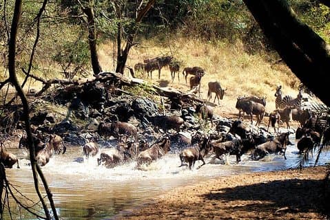 4 dagars privat Serengeti campingsafari för 4 personer