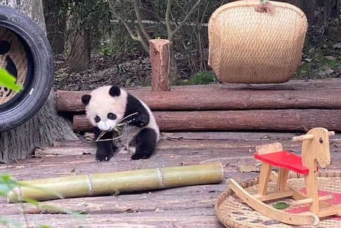 Dujiangyan Panda Center and Dujiangyan Irrigation System One Day Tour