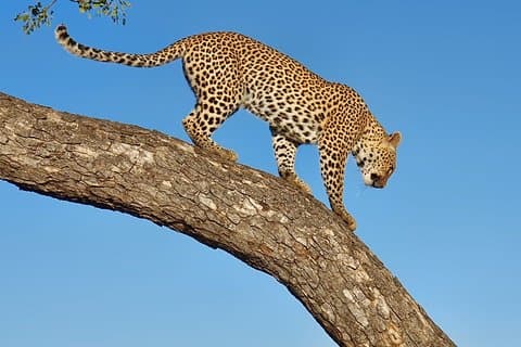 14日間のオカバンゴデルタ、モレミ、クワイ、サヴティ、リンヤンティプライベートエクスクルーシブサファリ