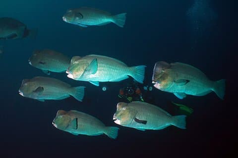 Diving at Tulamben Liberty Shipwreck 2 dives for certified divers