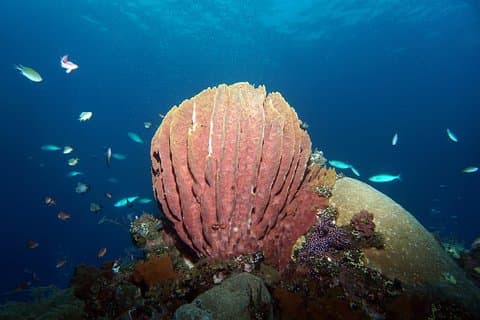 Snorkeling at Tulamben Liberty Shipwreck