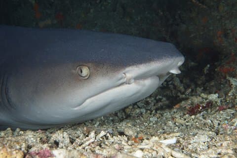 Scuba Diving Padangbai Shark Point 2 dives for certified divers