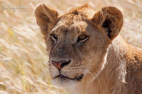 4 Tage privat für 4 Personen Ngorongoro & Serengeti