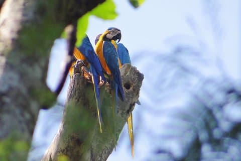 2-Day Camping Tour to Pacaya-Samiria National Park from Iquitos