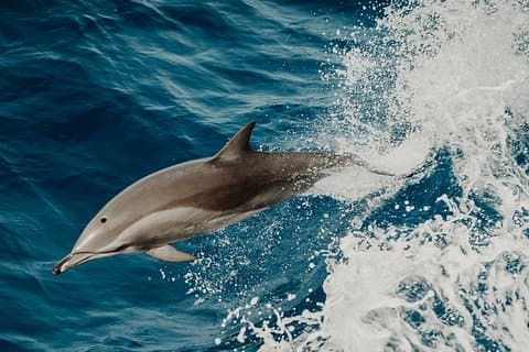 Départ Saint Raphaël: A la rencontre des Dauphins