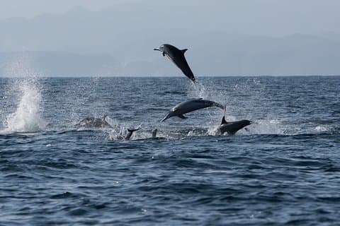 Observação e mergulho com snorkel de golfinhos-moscatel